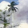 La Ceiba - Imagen 6